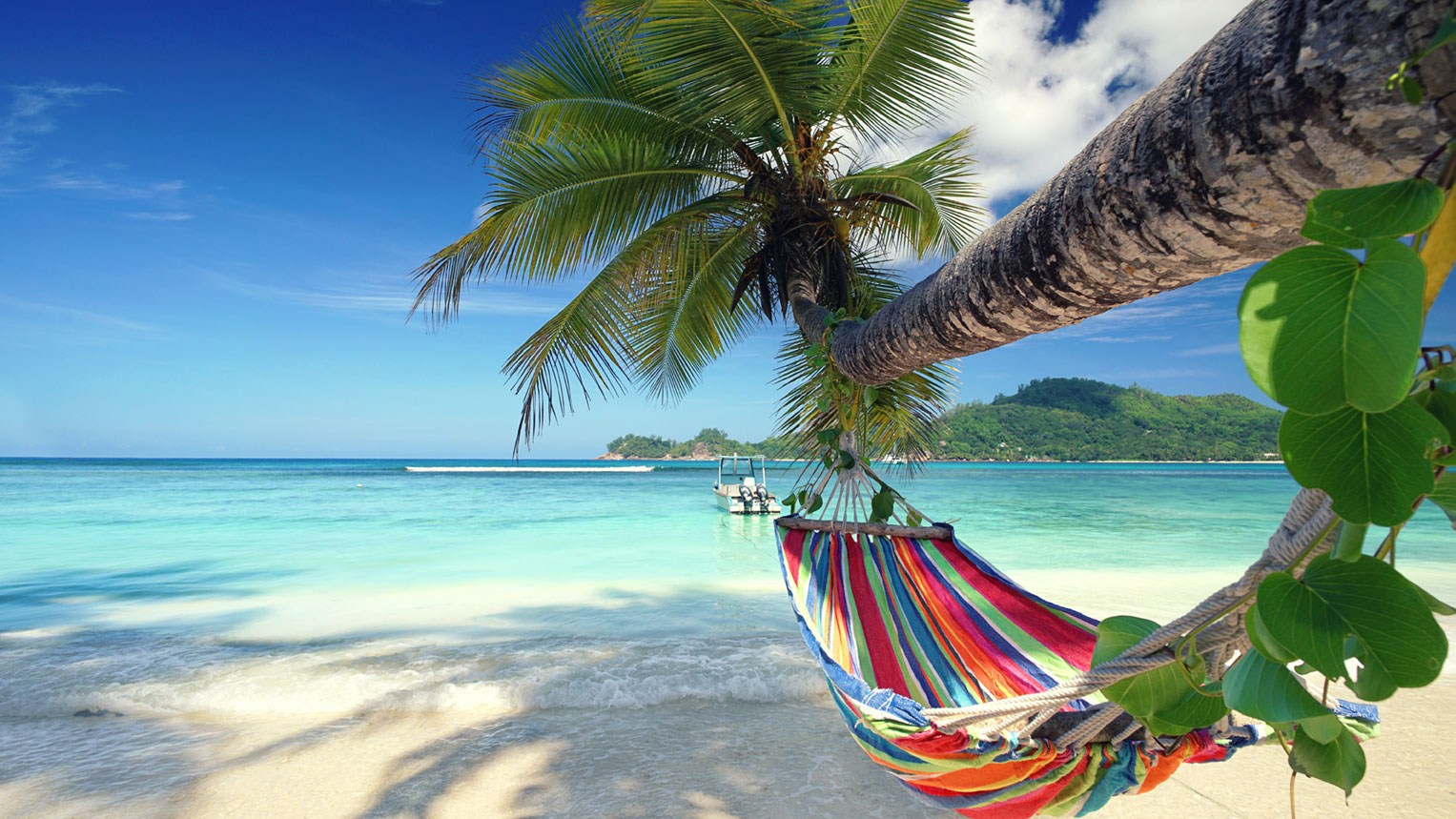 Eine Hängematte ist am Strand an einer Palme befestigt.