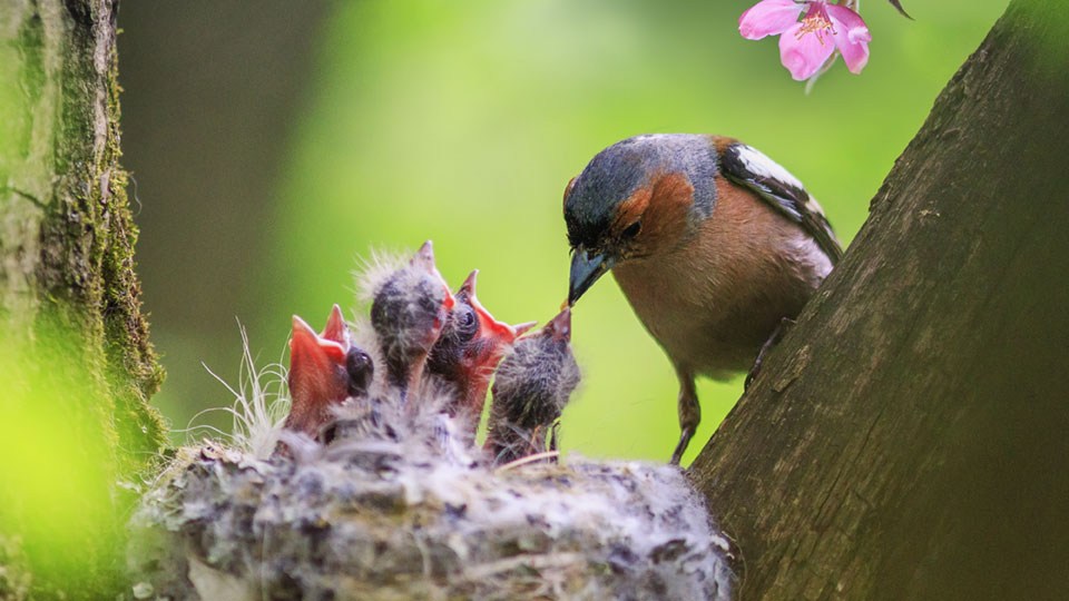 Muttervogel füttert Kinder im Nest: Wie bei einem Vogelnest bleiben die Kinder im Nestmodell in der gewohnten Umgebung.