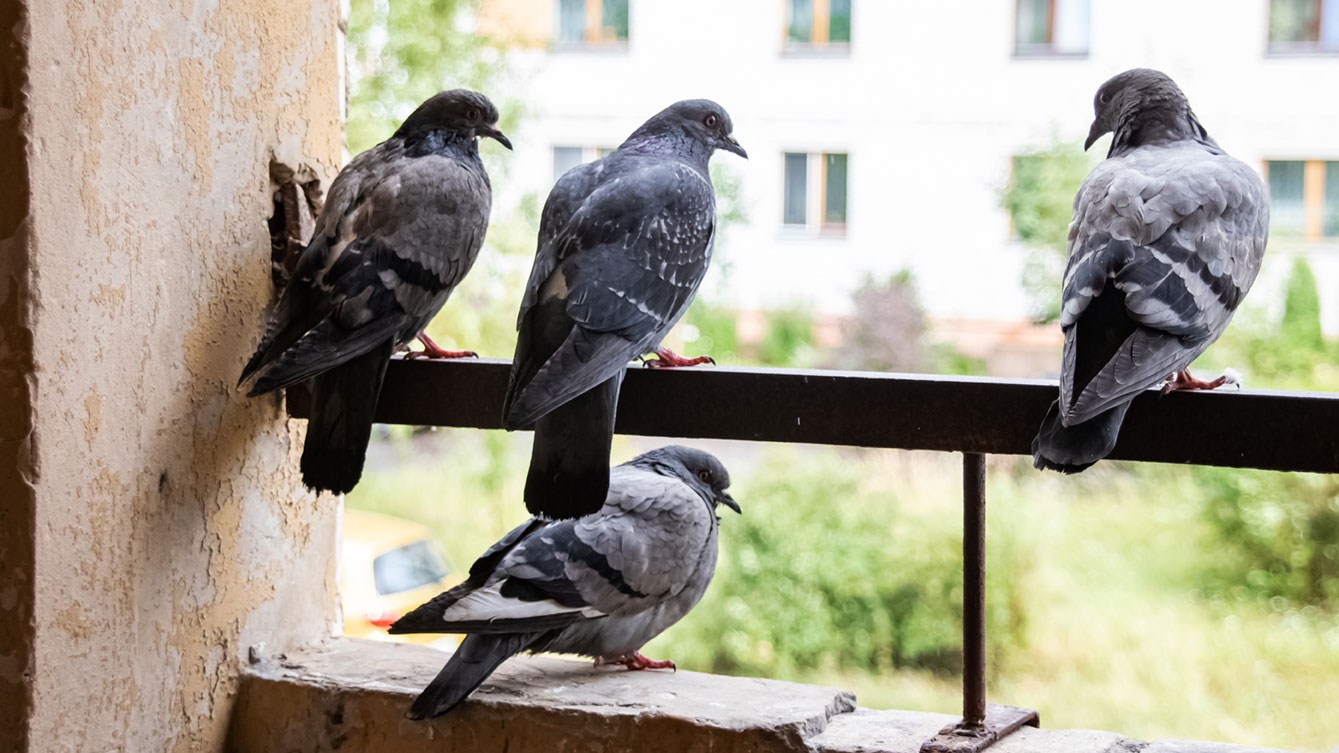 Vier Tauben sitzen auf einem Balkon einer Mietwohnung