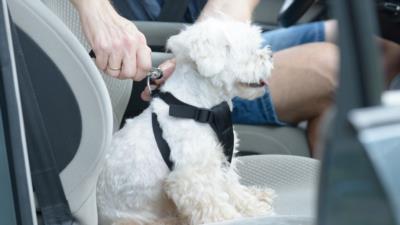 Hund im Auto – Welche rechtlichen Bestimmungen sind zu beachten? - BERATUNG.DE